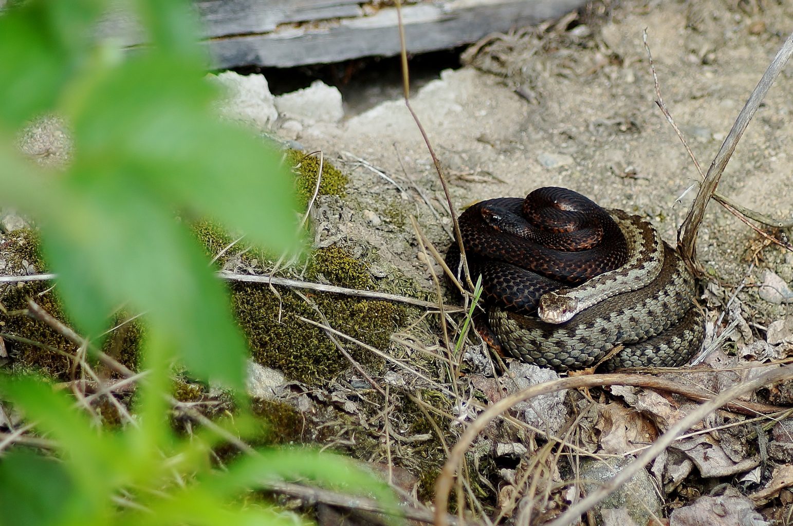 Valokuvaaja: Maarit Siitonen Valokuvaaja: Maarit Siitonen