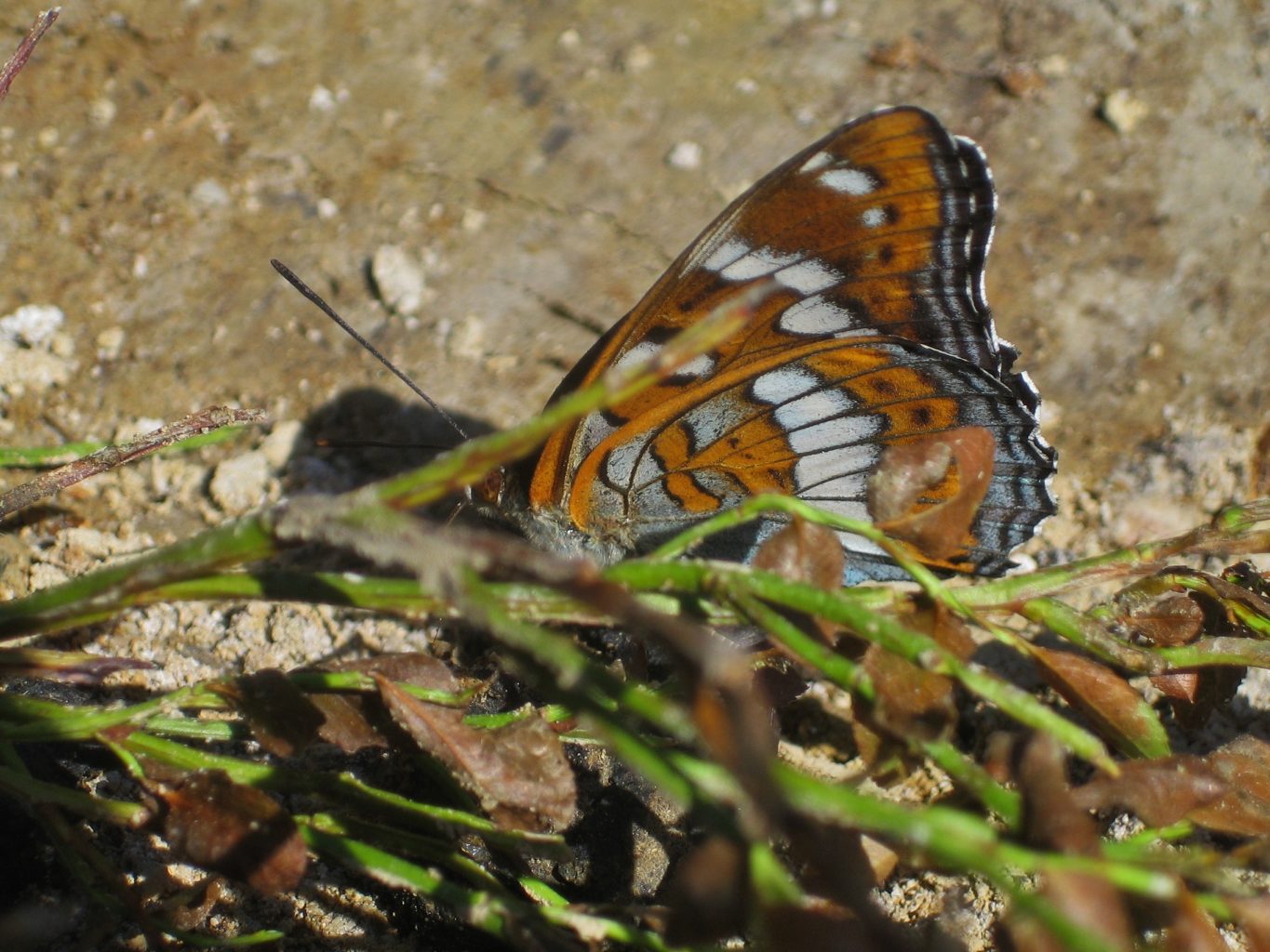 Valokuvaaja: Juhani Kolari