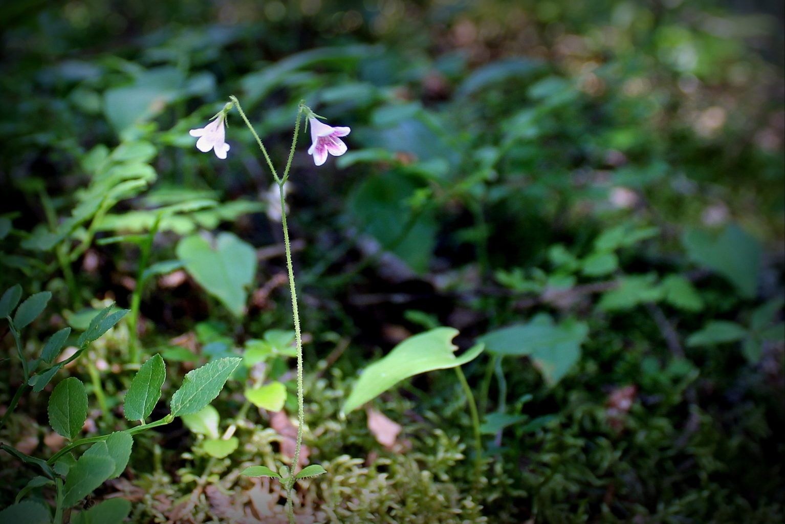 Valokuvaaja: Paula Savelius