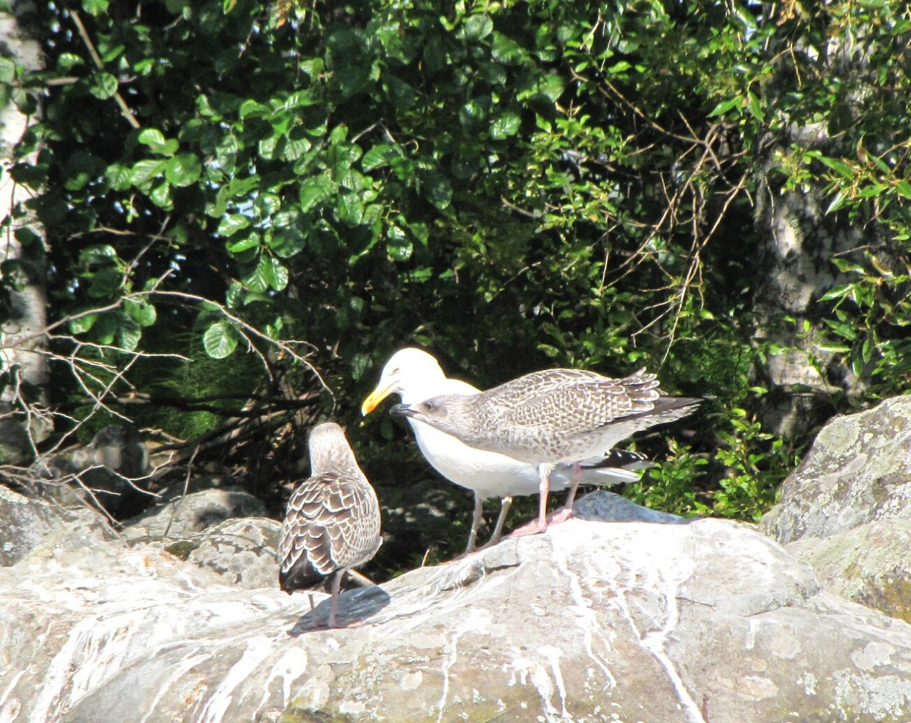 Valokuvaaja: Tuula Makkonen