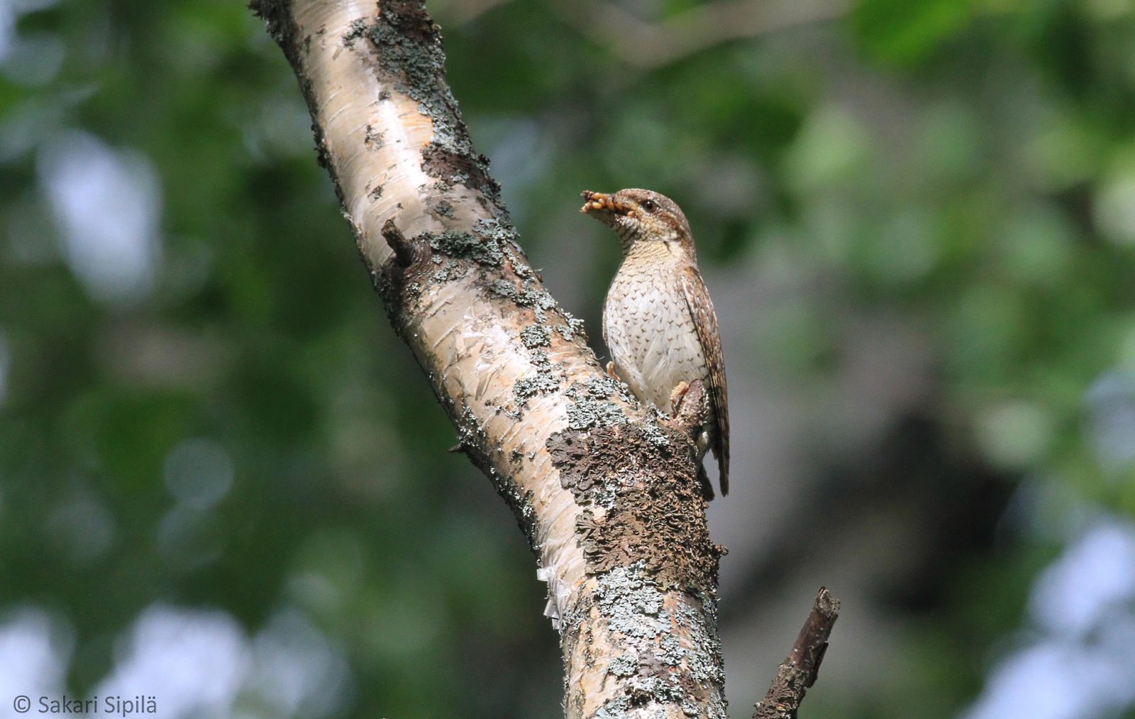 Valokuvaaja: Sakari Sipilä