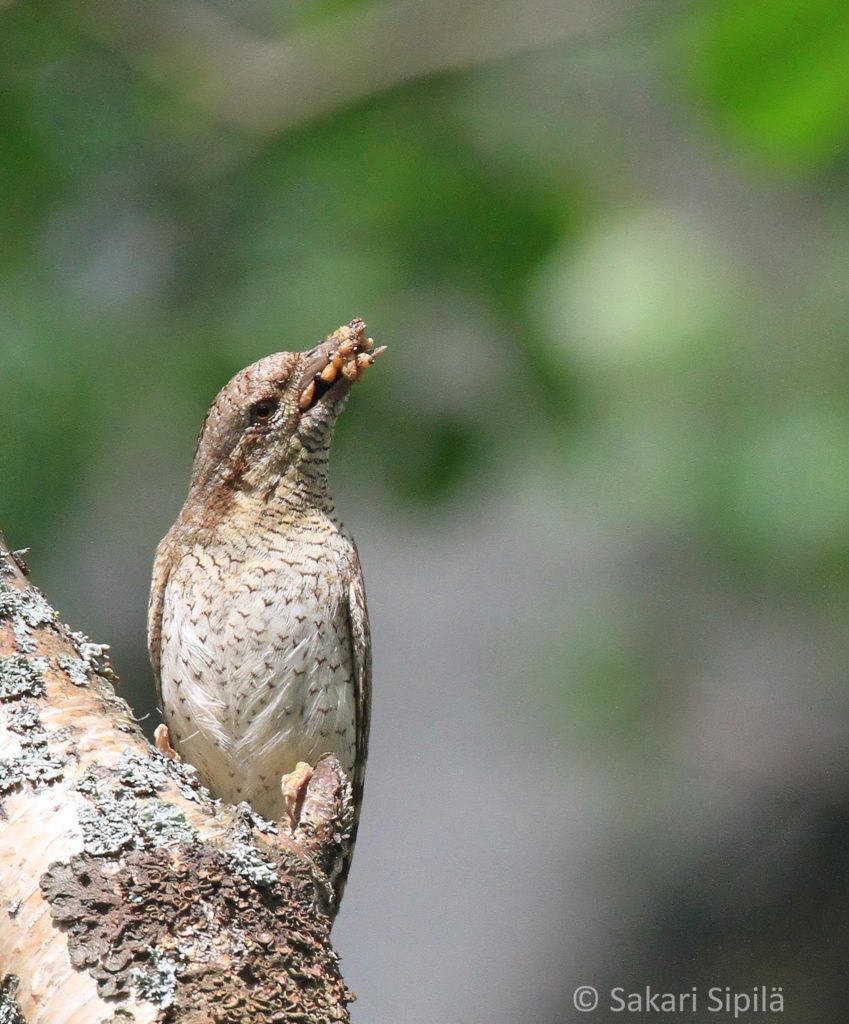 Valokuvaaja: Sakari Sipilä