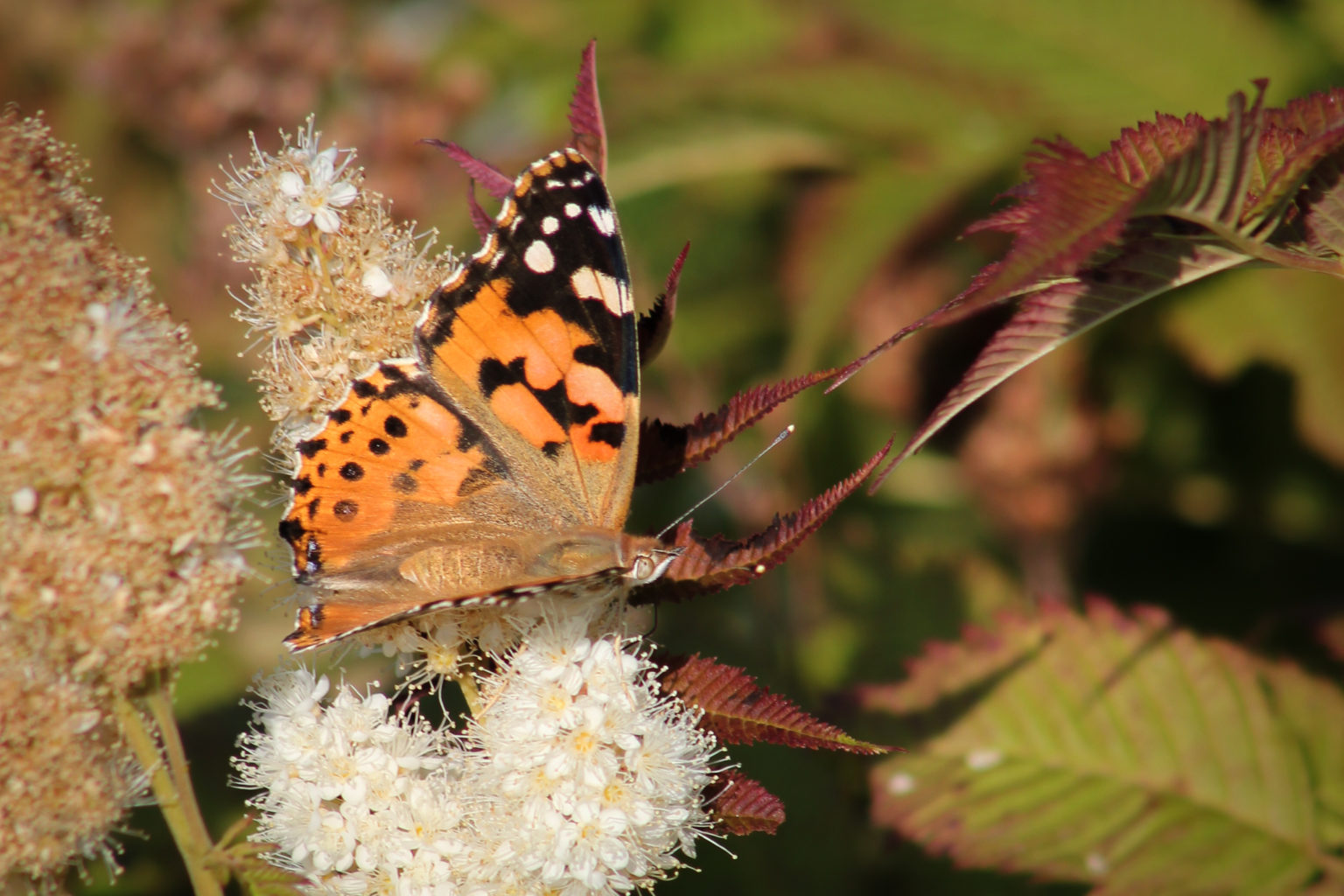 Valokuvaaja: Teija Ruuhola