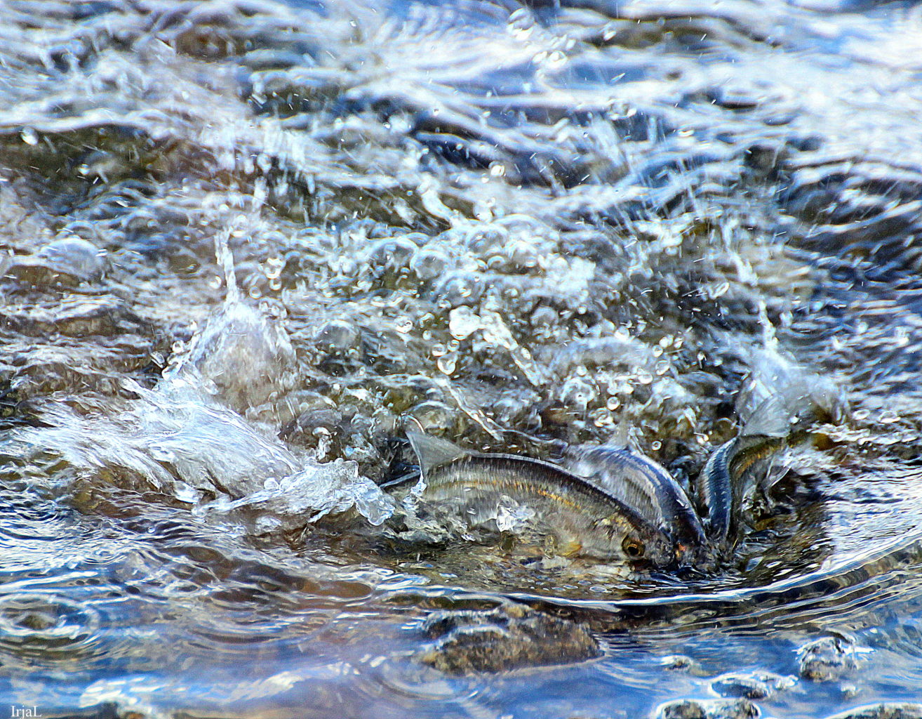 Valokuvaaja: Irja Lehtinen Valokuvaaja: Irja Lehtinen