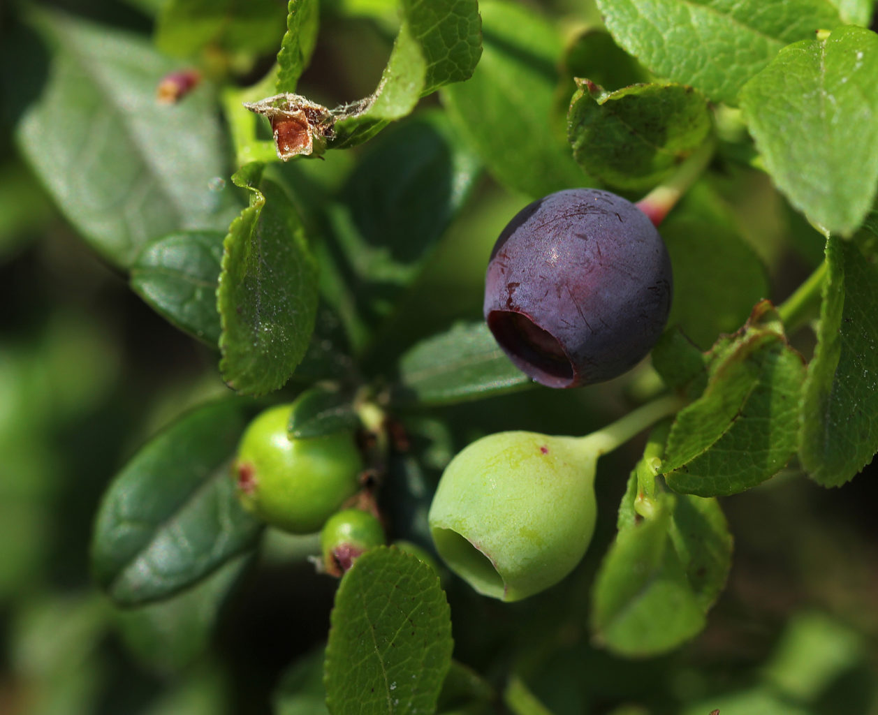 Valokuvaaja: Tarja Porkkala