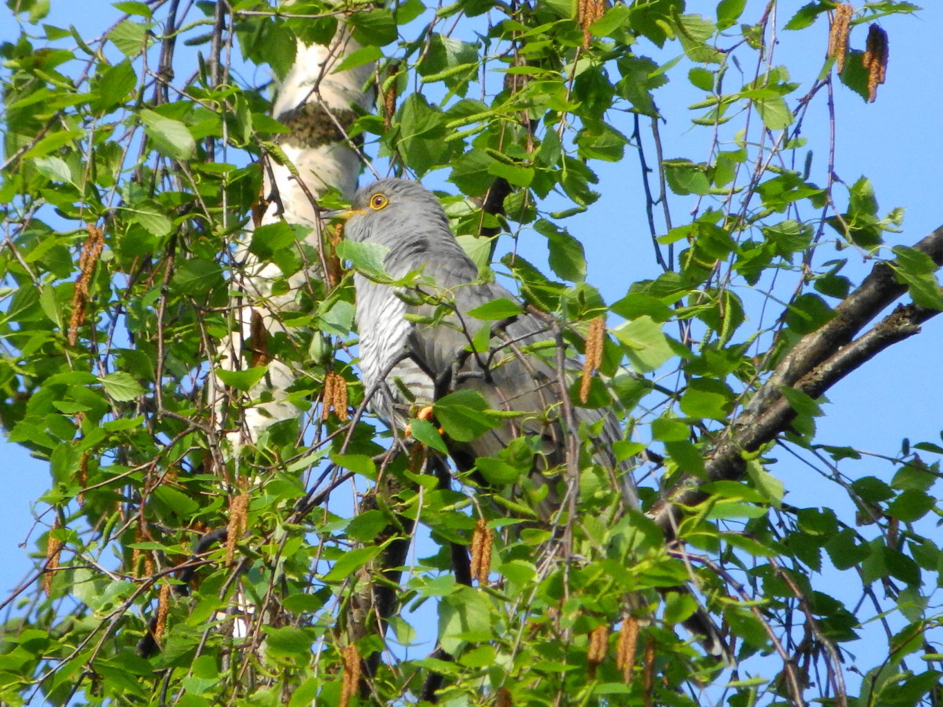 Valokuvaaja: Tanja Eskonniemi Valokuvaaja: Tanja Eskonniemi