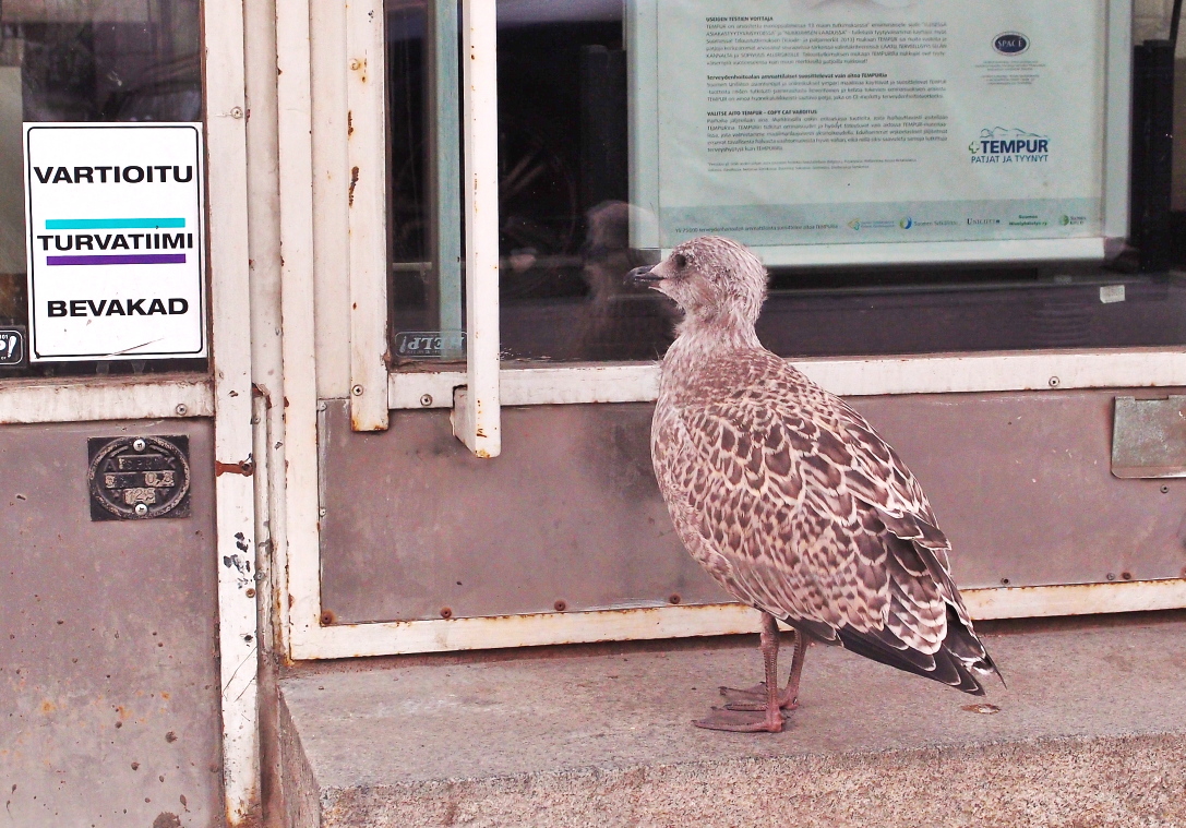 Valokuvaaja: Tapani Latvala