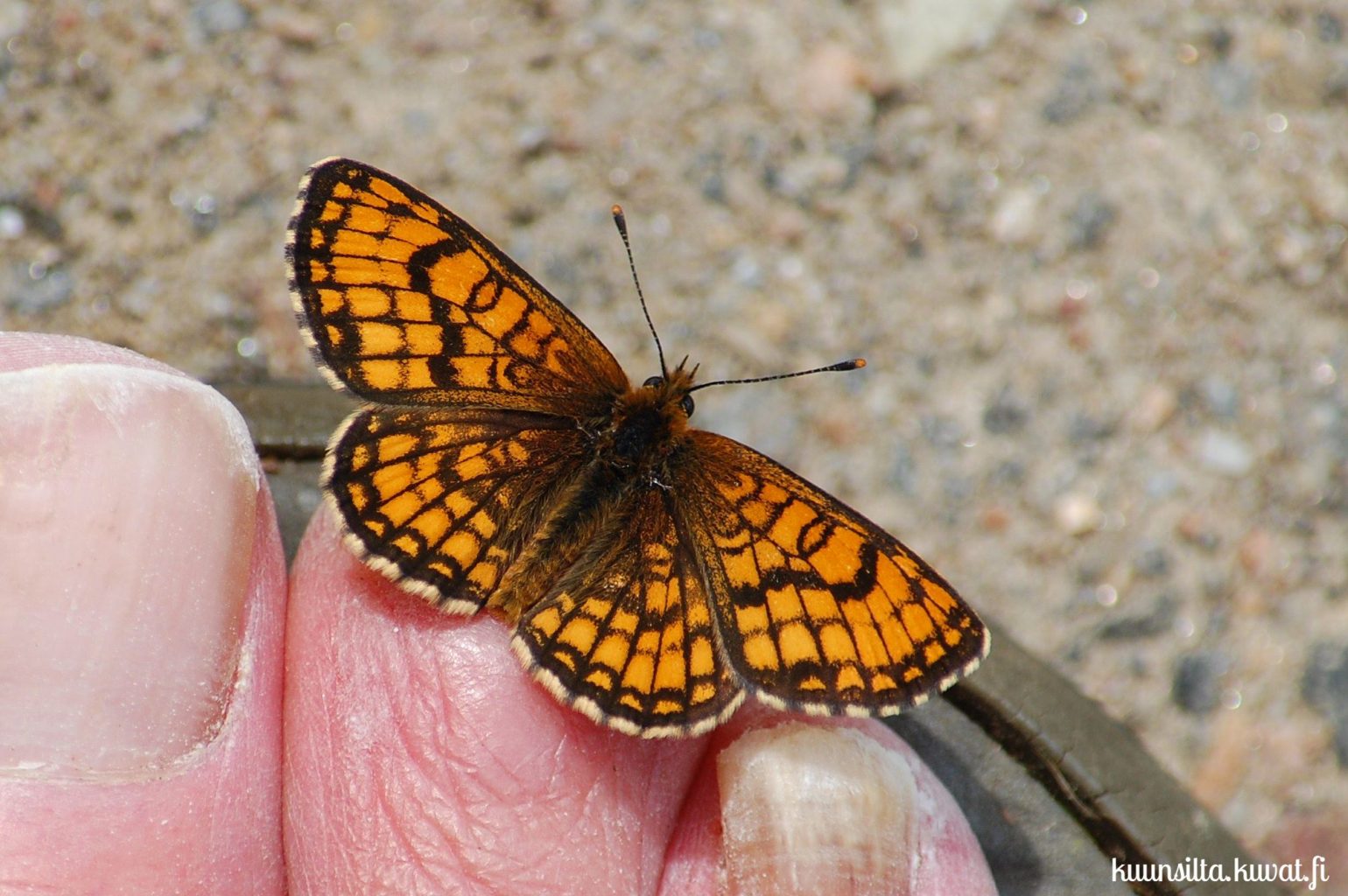 Valokuvaaja: Antti Kaskinen