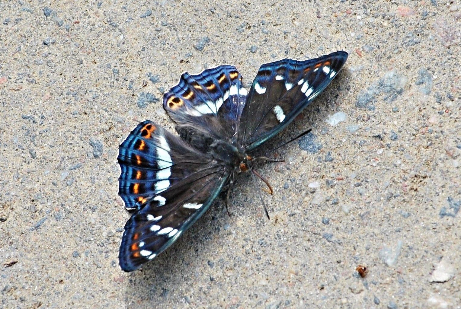 Valokuvaaja: Antti Kaskinen