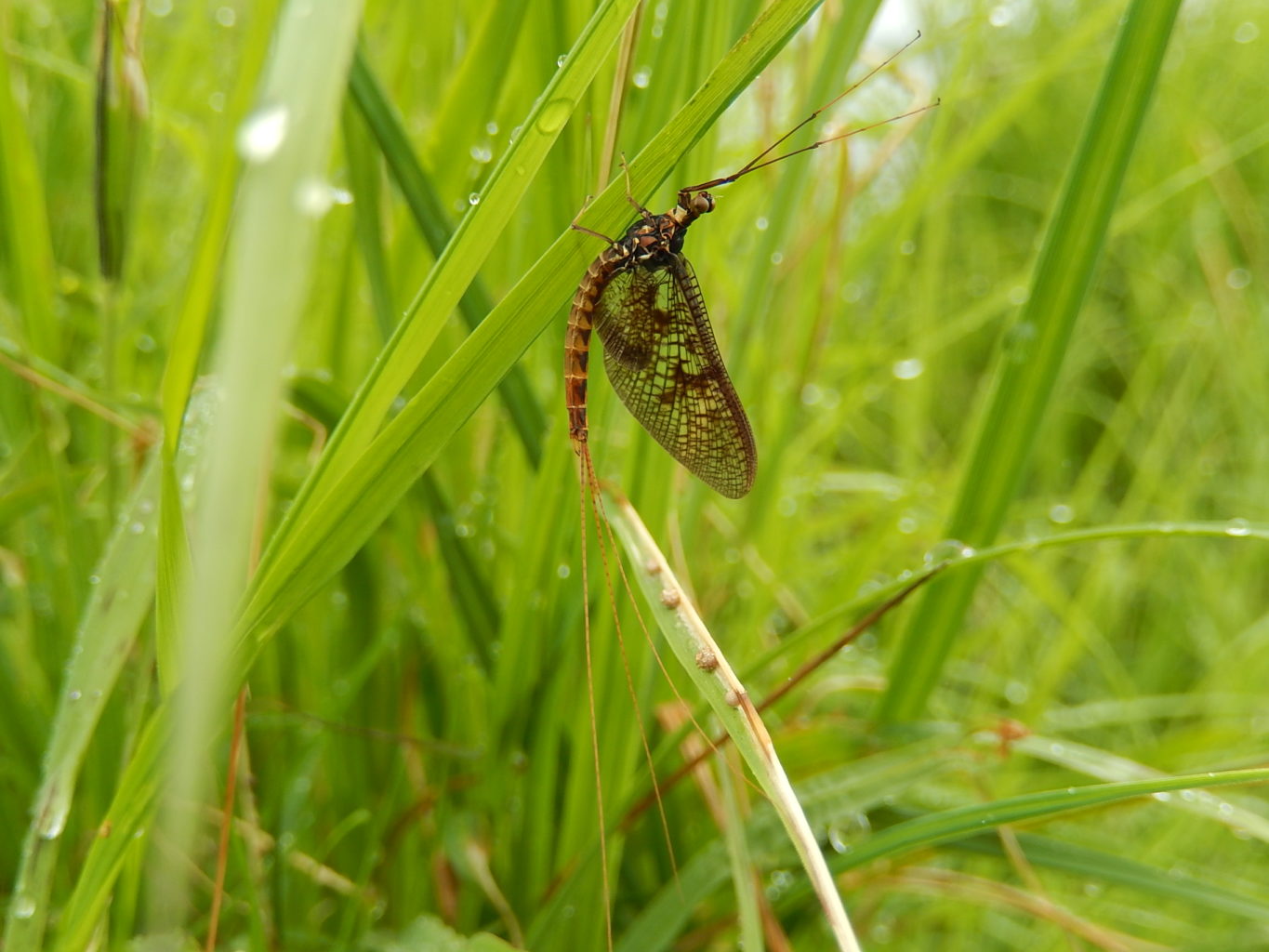 Valokuvaaja: Pirkko Siukonen