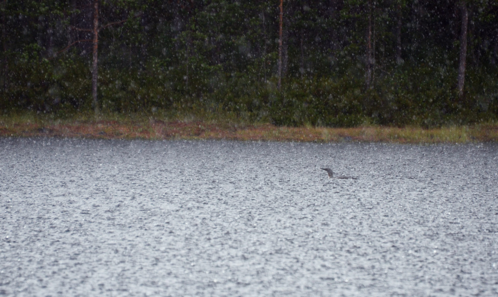 Valokuvaaja: Joni Sundström