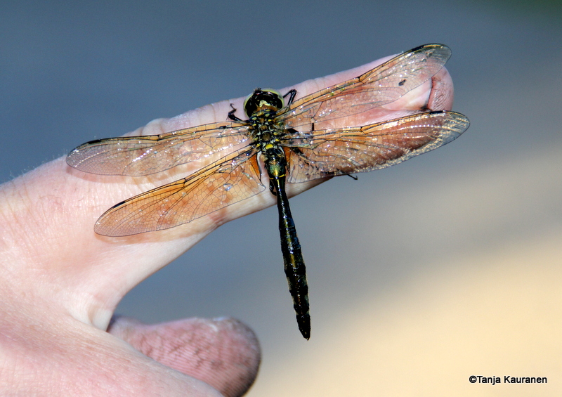 Valokuvaaja: Tanja Kauranen