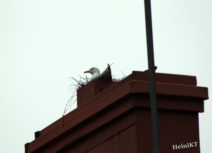 Valokuvaaja: Heini Krohns-Turunen