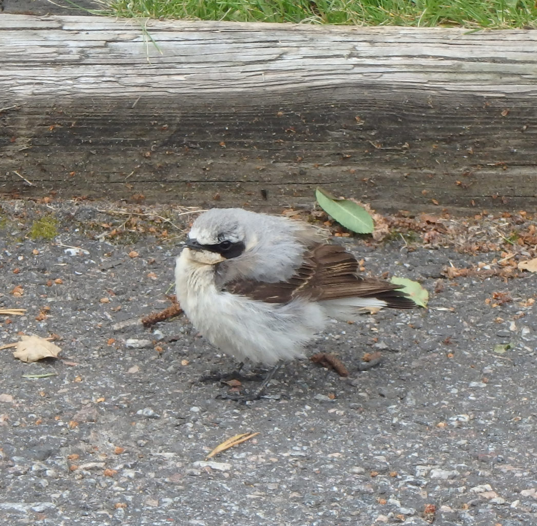 Valokuvaaja: Salli Wahlberg