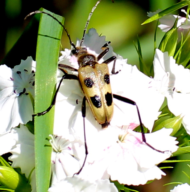 Valokuvaaja: marjo-riita le maut