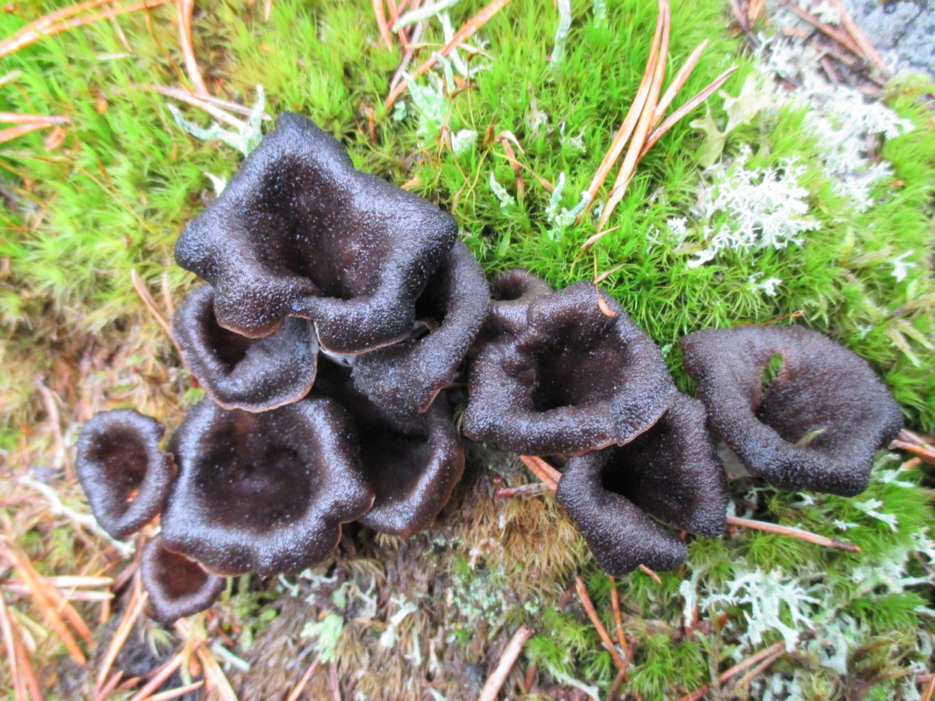 Valokuvaaja: yrjo lukkari