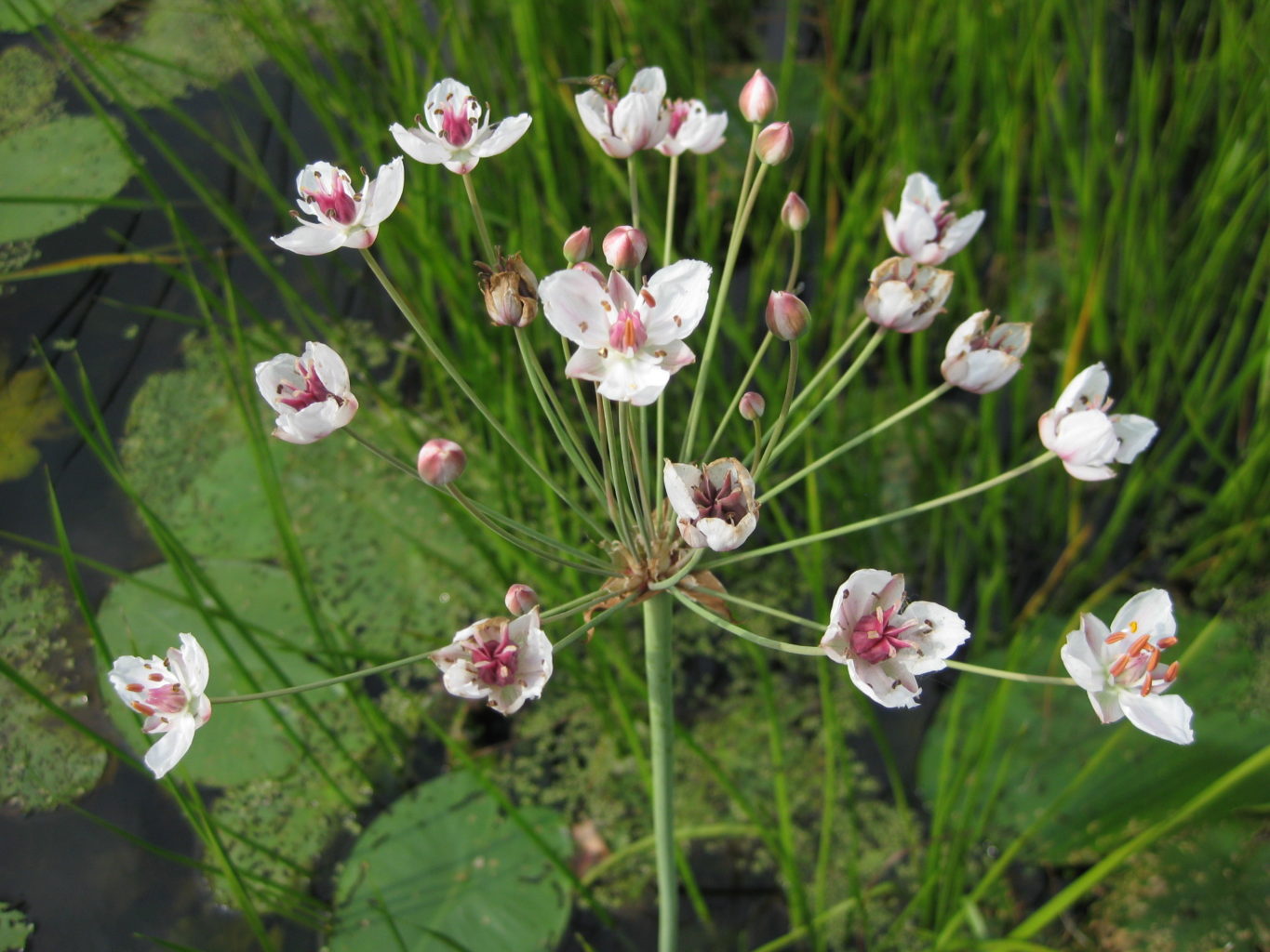 Valokuvaaja: yrjo lukkari