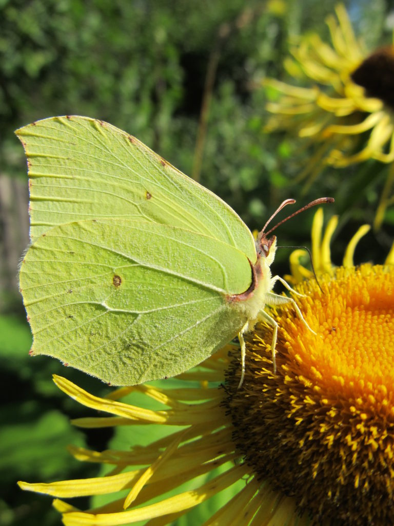 Valokuvaaja: Eija Hyvärinen Valokuvaaja: Eija Hyvärinen