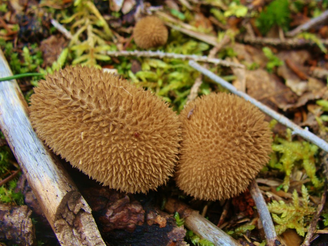 Valokuvaaja: Aune Viik