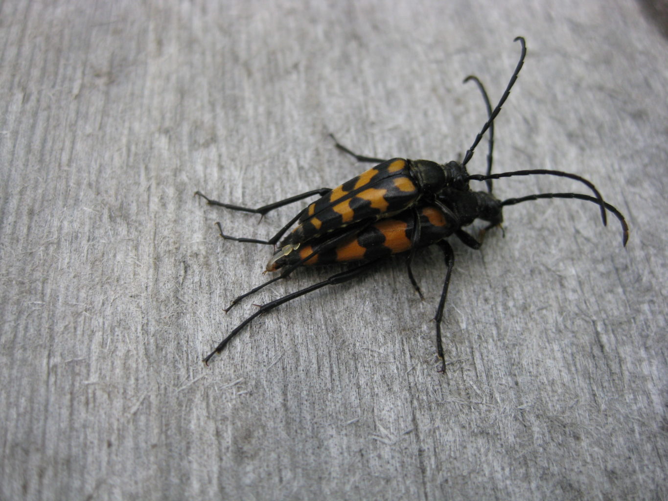 Valokuvaaja: yrjo lukkari