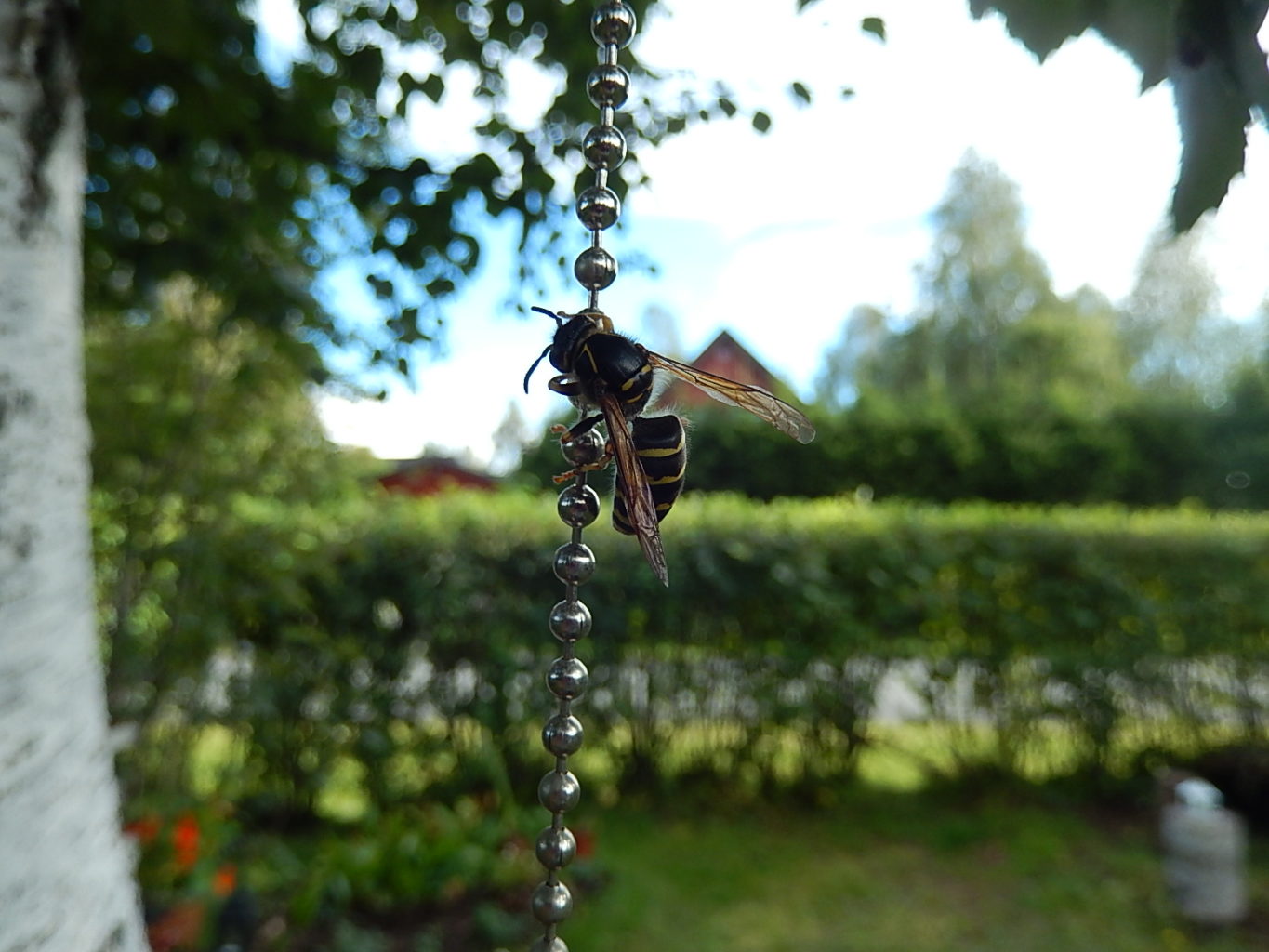 Valokuvaaja: Pirkko Siukonen