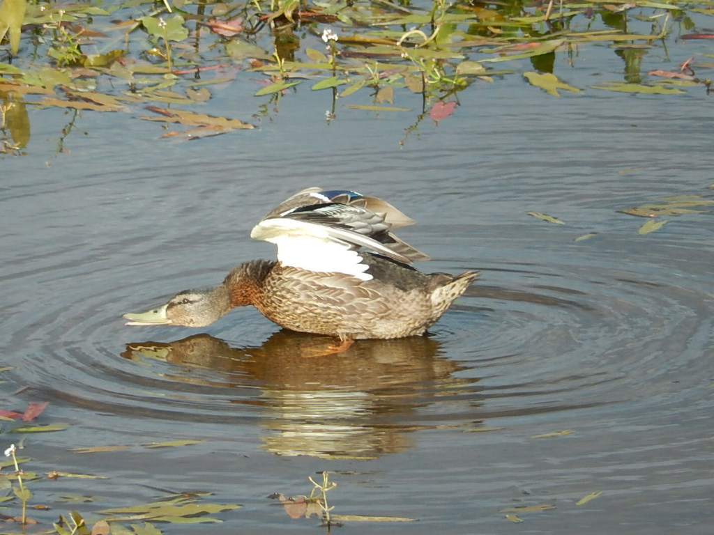 Valokuvaaja: Pirkko Siukonen