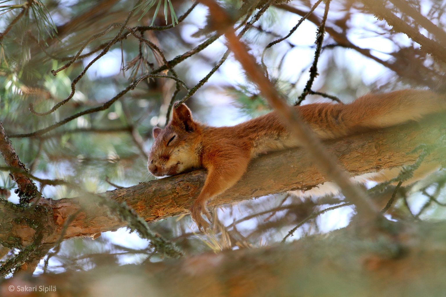 Valokuvaaja: Sakari Sipilä