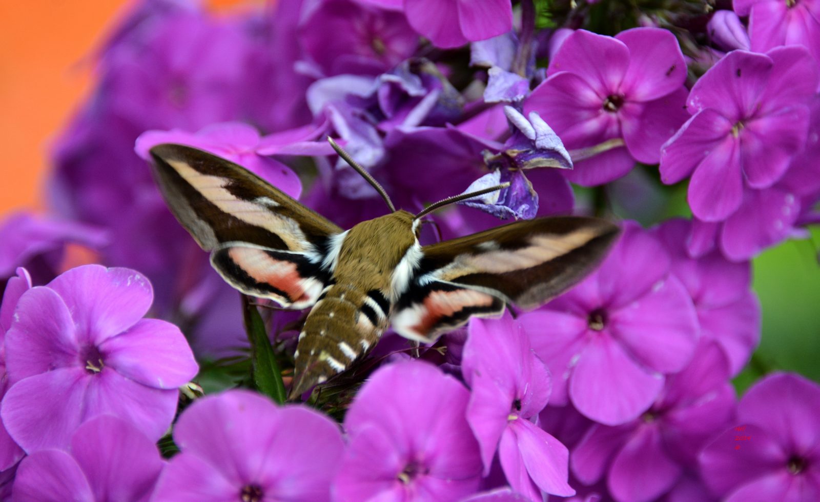 Valokuvaaja: Heli Korhonen