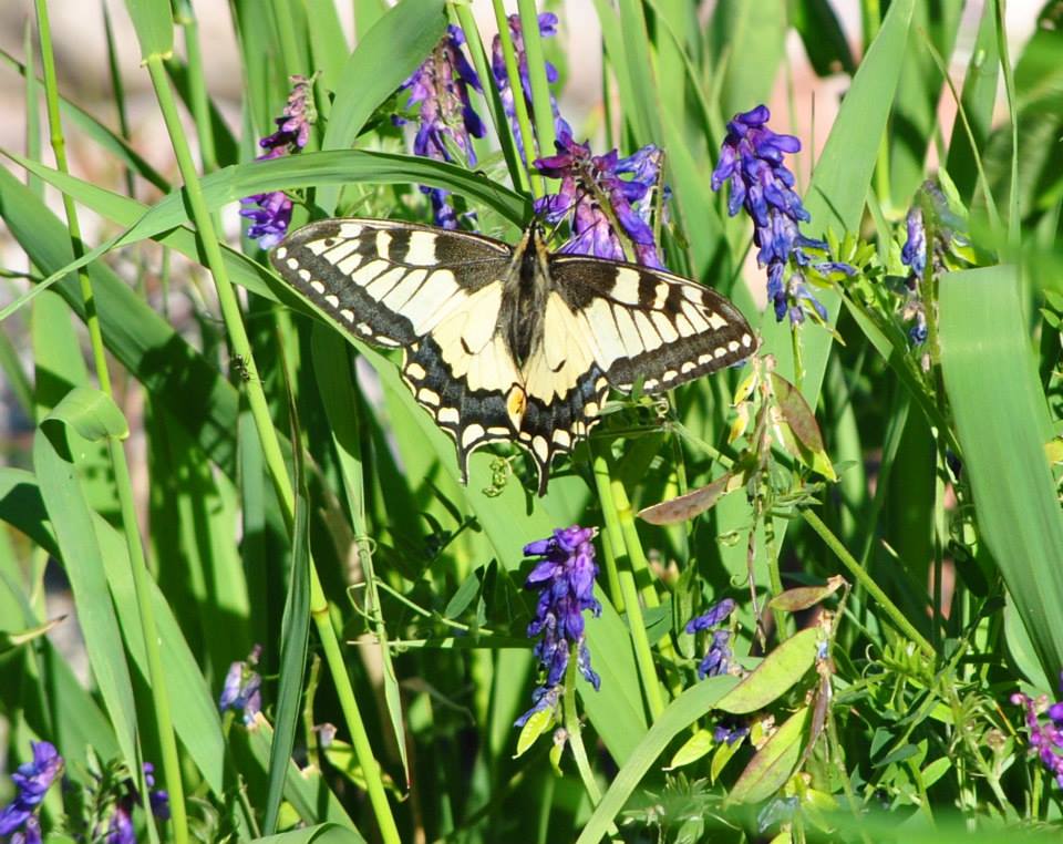 Valokuvaaja: Linda Gammals