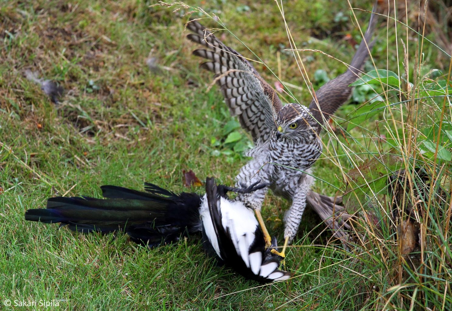 Valokuvaaja: Sakari Sipilä