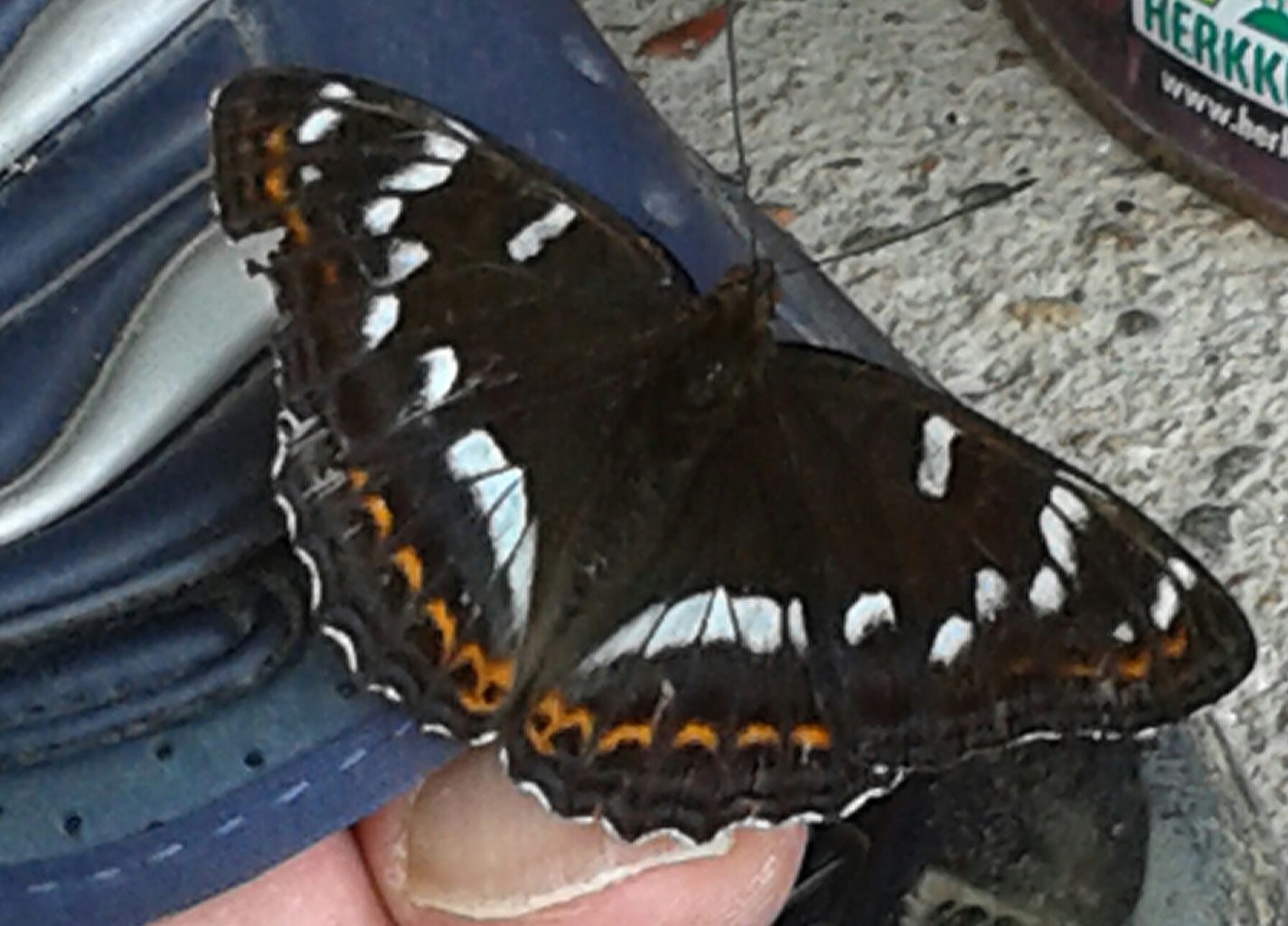 Valokuvaaja: Heli Heiniö