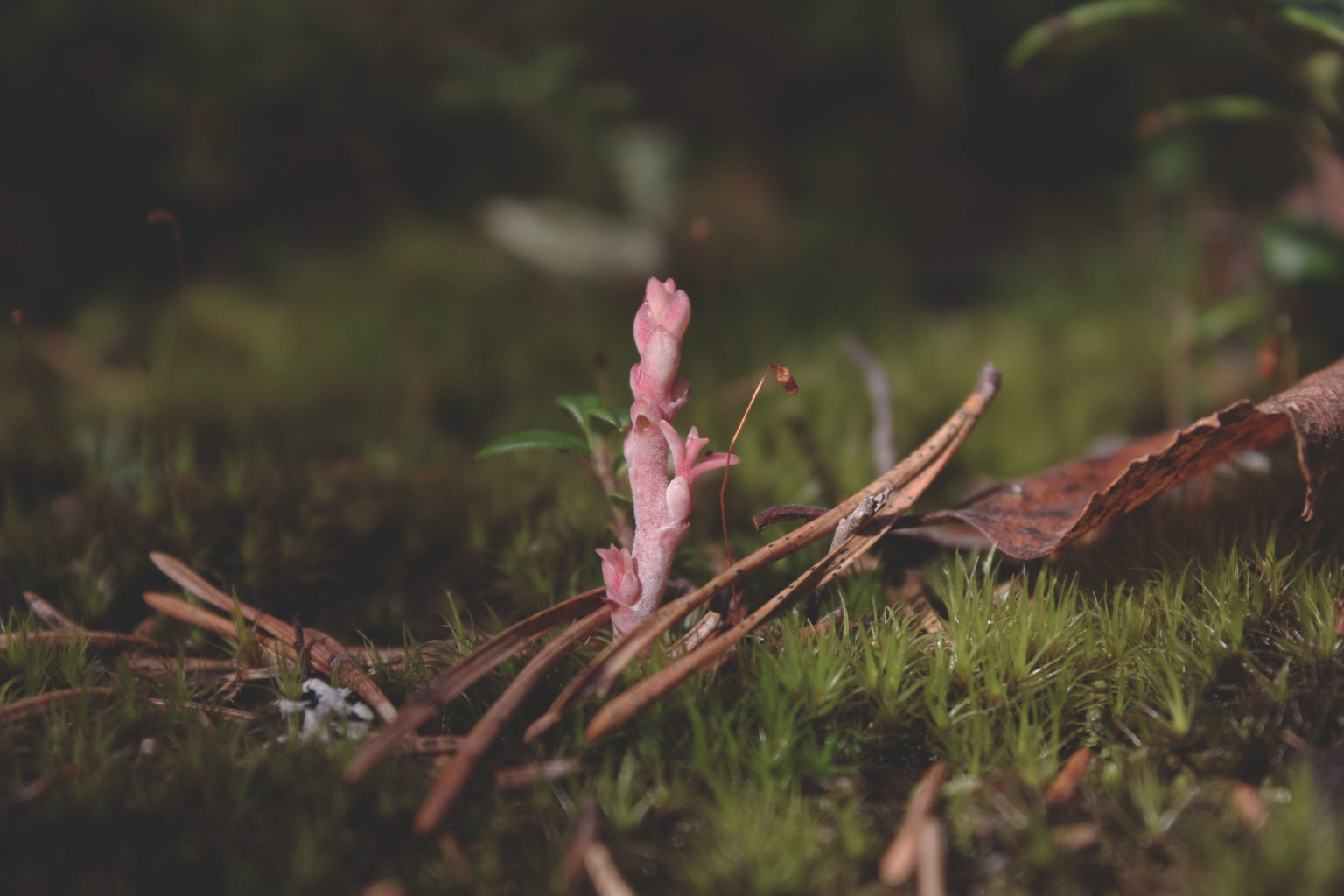 Valokuvaaja: Tuulia Verronen