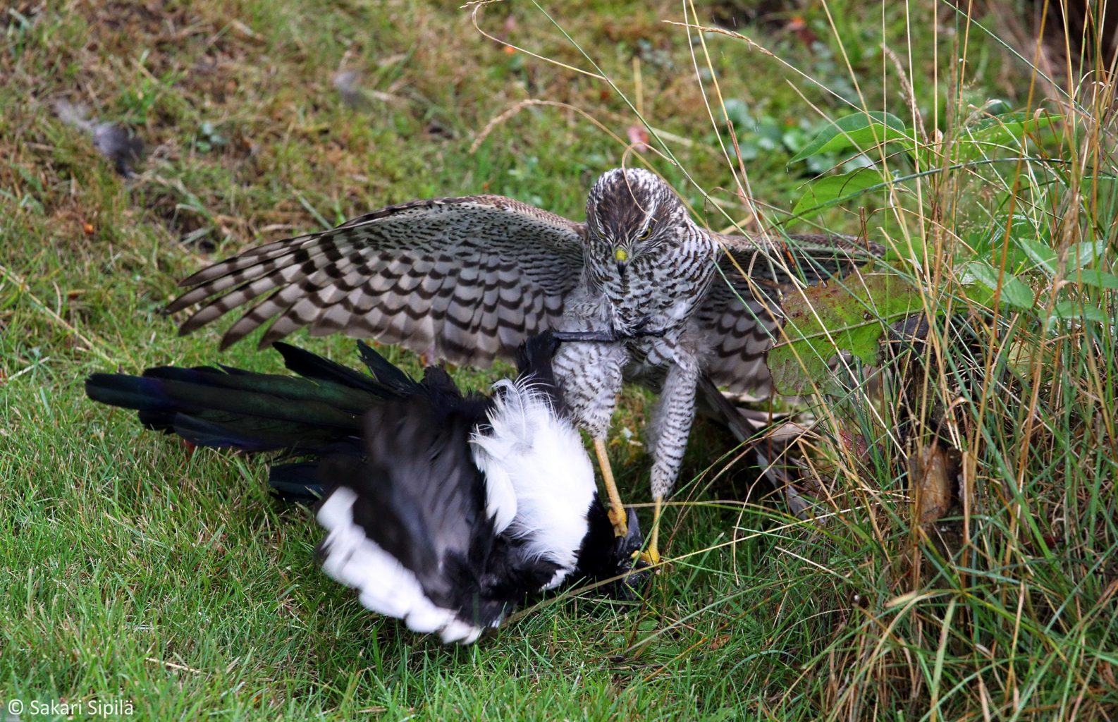 Valokuvaaja: Sakari Sipilä