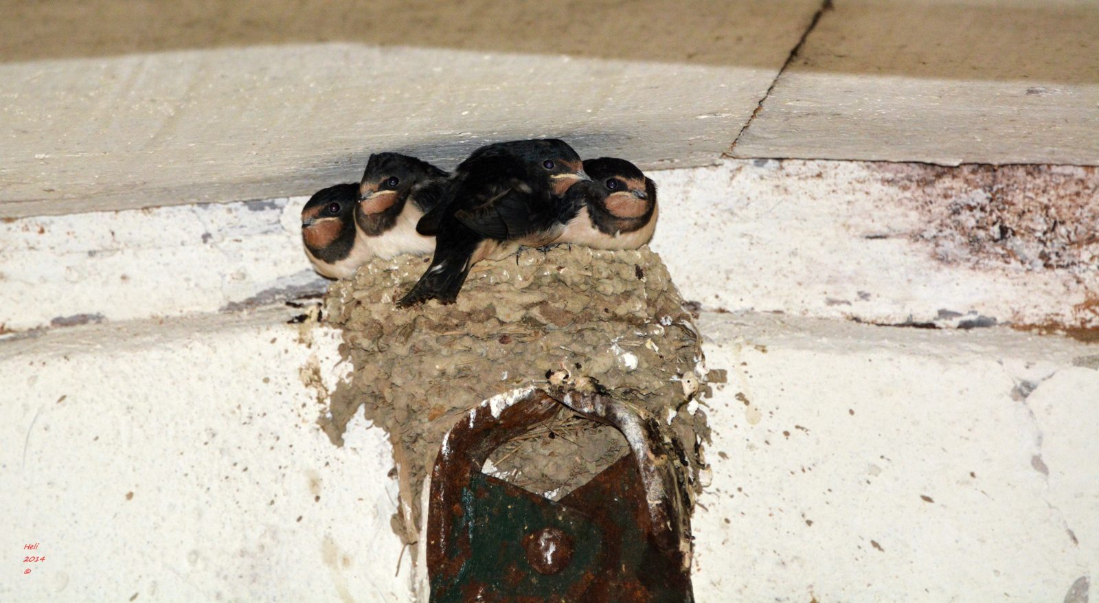 Valokuvaaja: Heli Korhonen