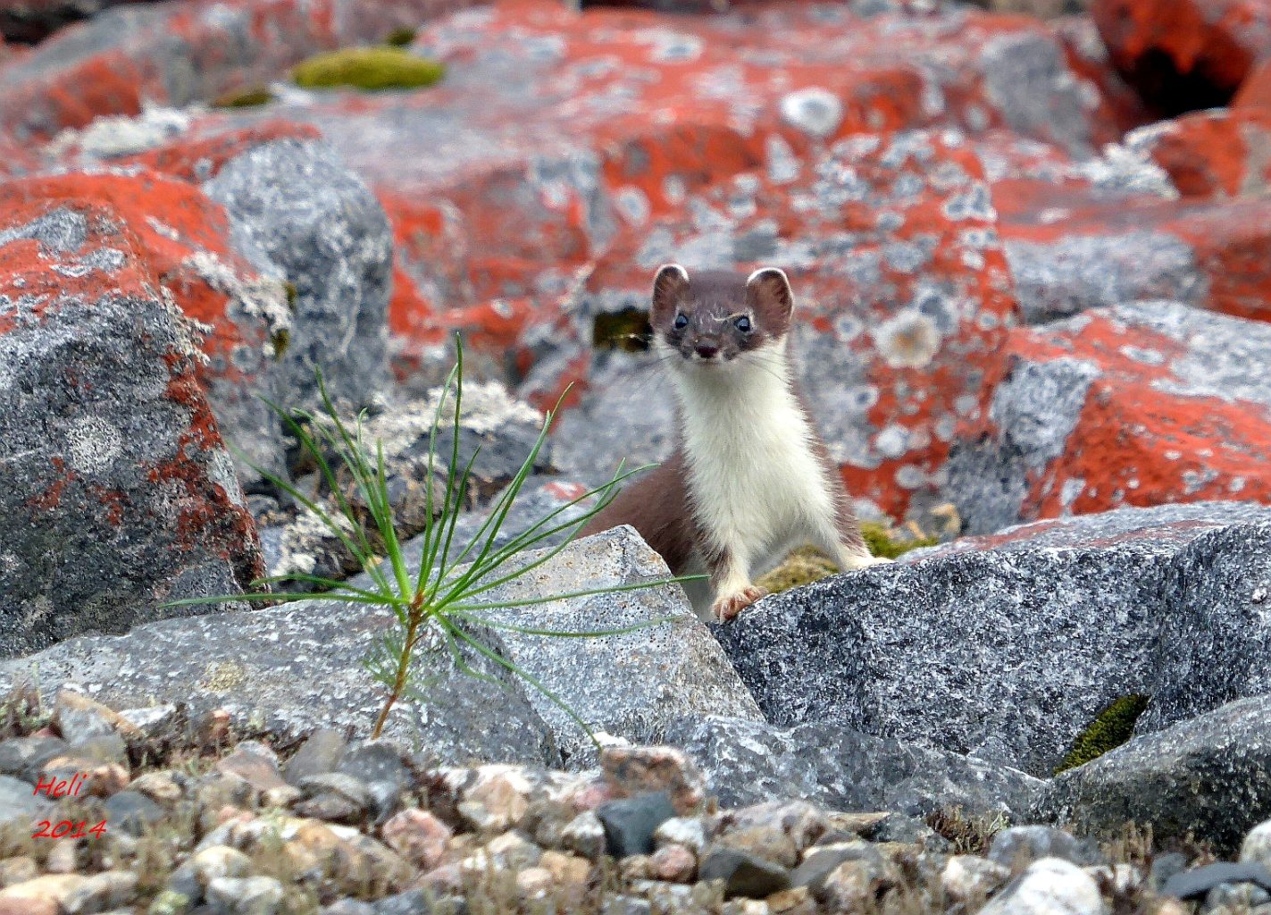 Valokuvaaja: Heli Korhonen