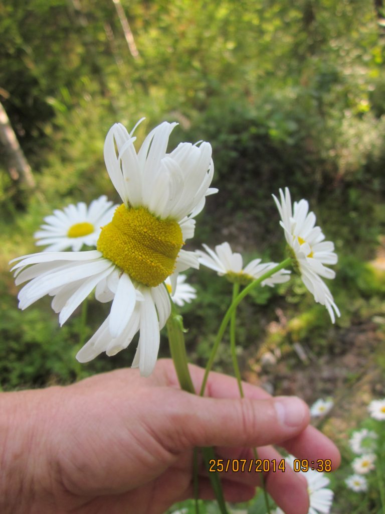 Valokuvaaja: Hannu Avonius