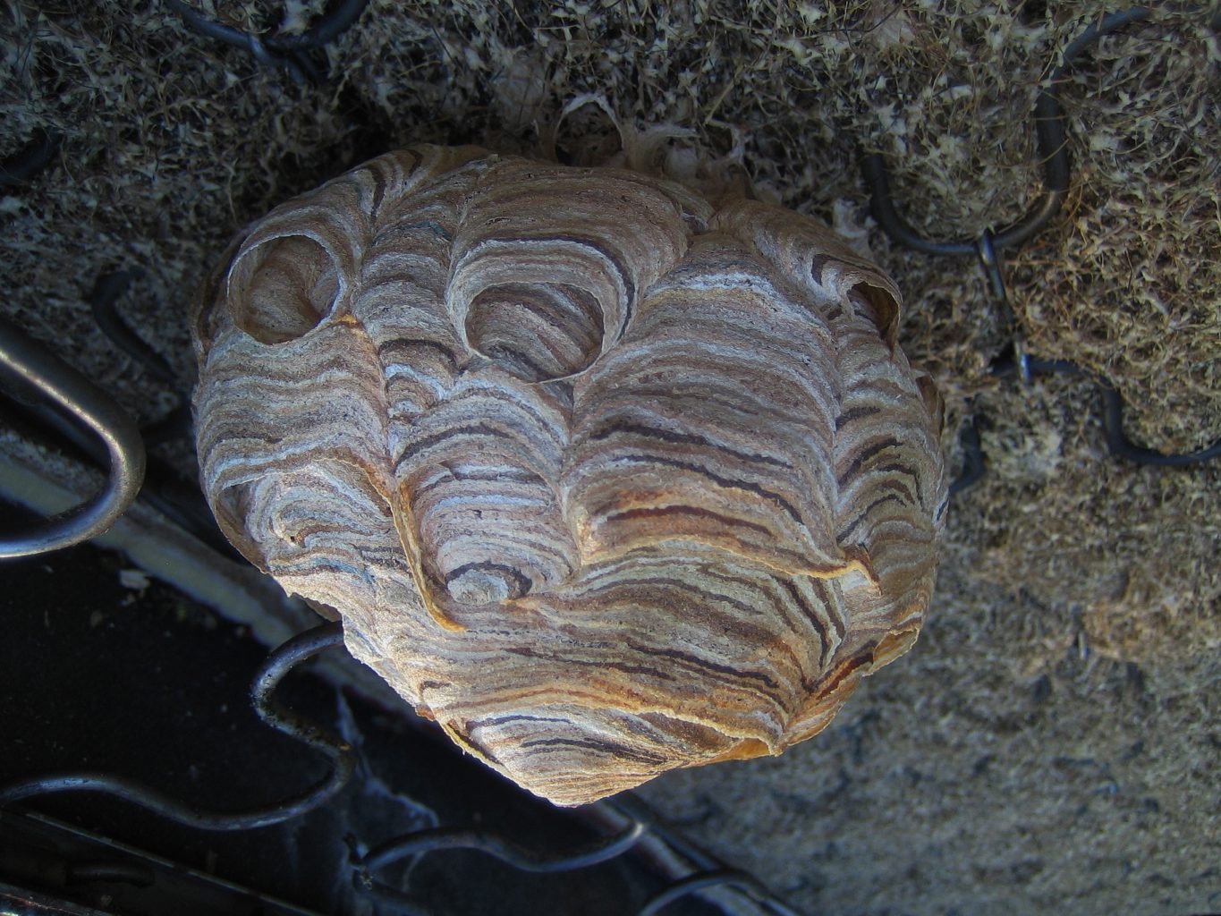 Valokuvaaja: Juhani Kolari