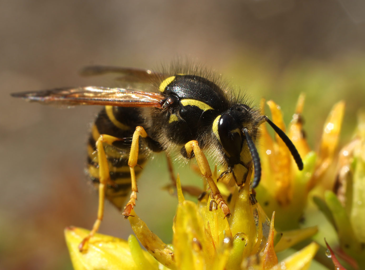 Valokuvaaja: Tarja Porkkala