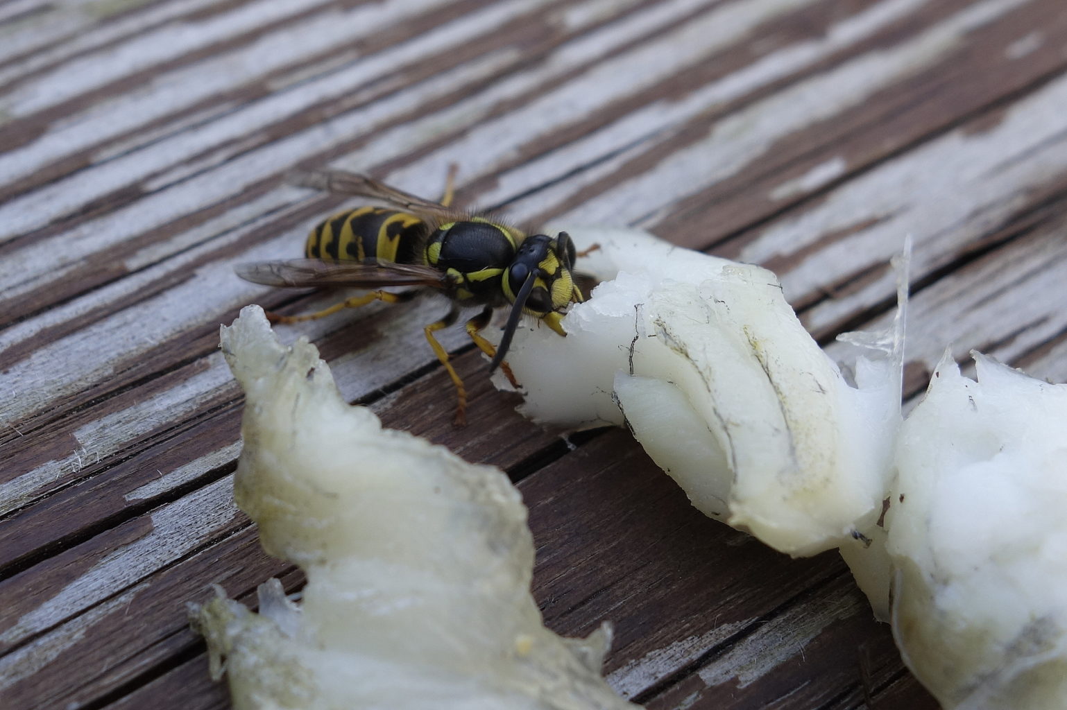 Valokuvaaja: Erkki Heinonen