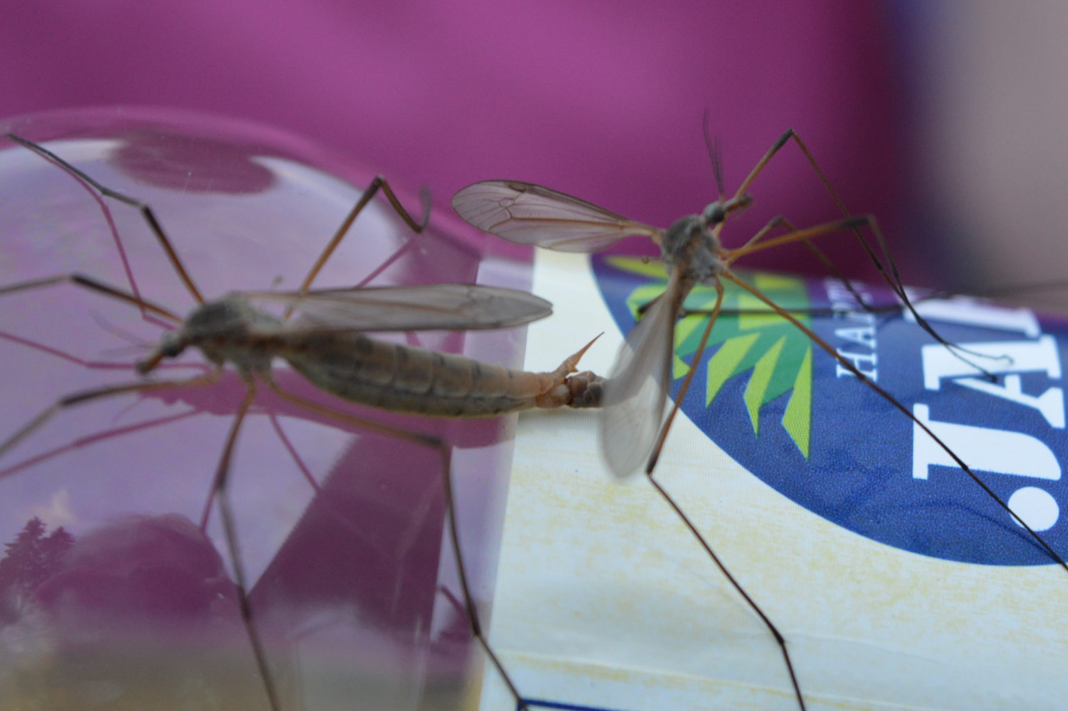 Valokuvaaja: Heli Heiniö