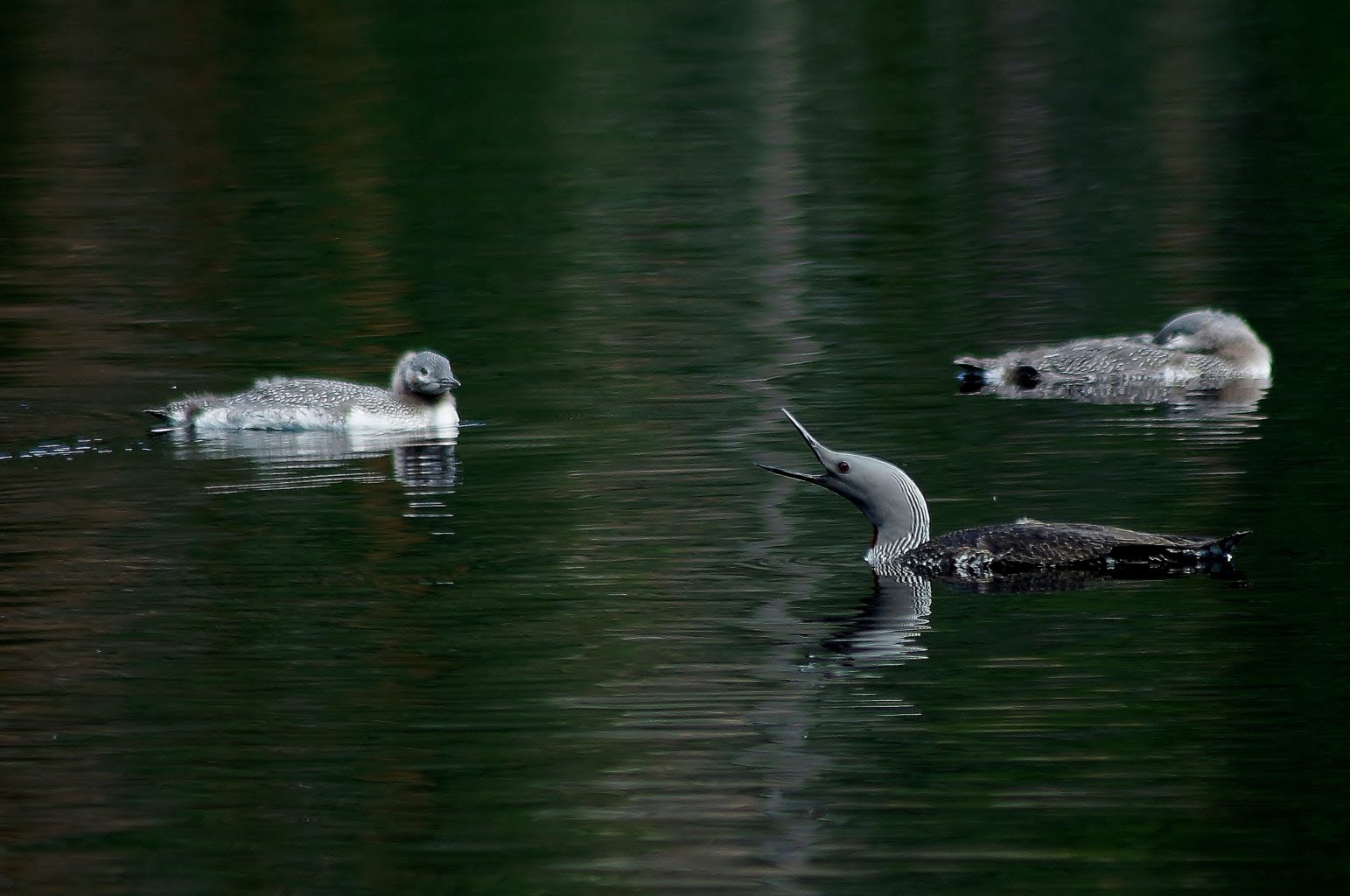 Valokuvaaja: Maarit Siitonen Valokuvaaja: Maarit Siitonen