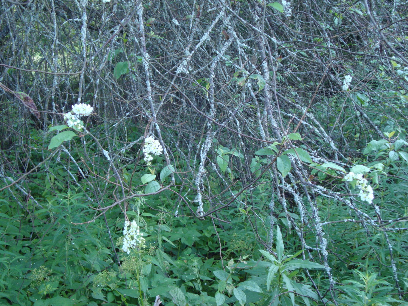 Valokuvaaja: Tuula Haajanen