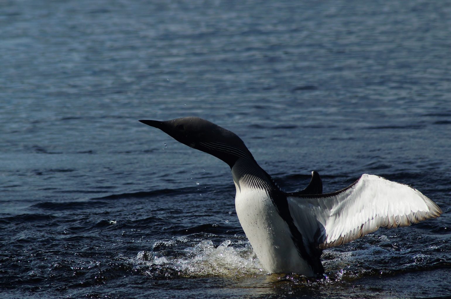 Valokuvaaja: Maarit Siitonen