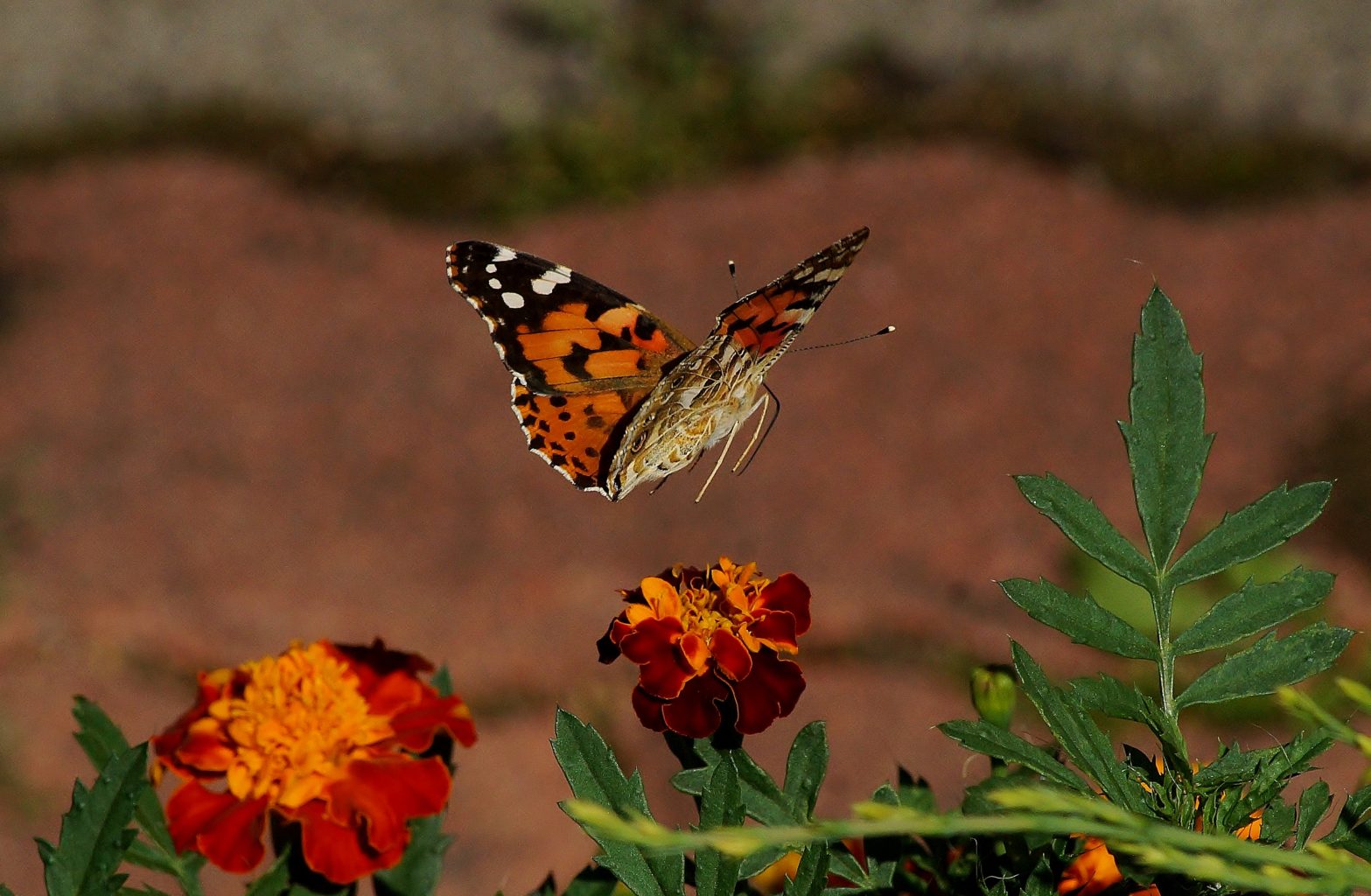 Valokuvaaja: Maarit Siitonen