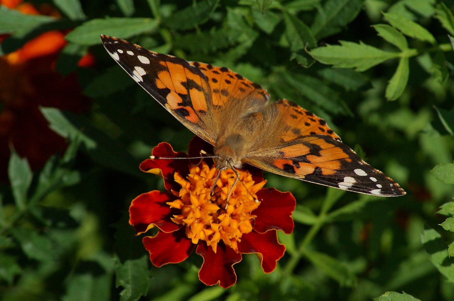 Valokuvaaja: Maarit Siitonen