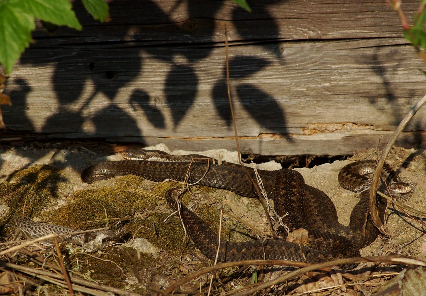 Valokuvaaja: Maarit Siitonen