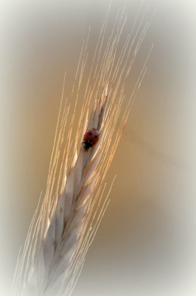 Valokuvaaja: Eija Varjola