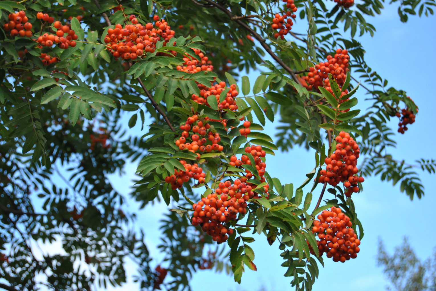 Valokuvaaja: Maija Koskinen