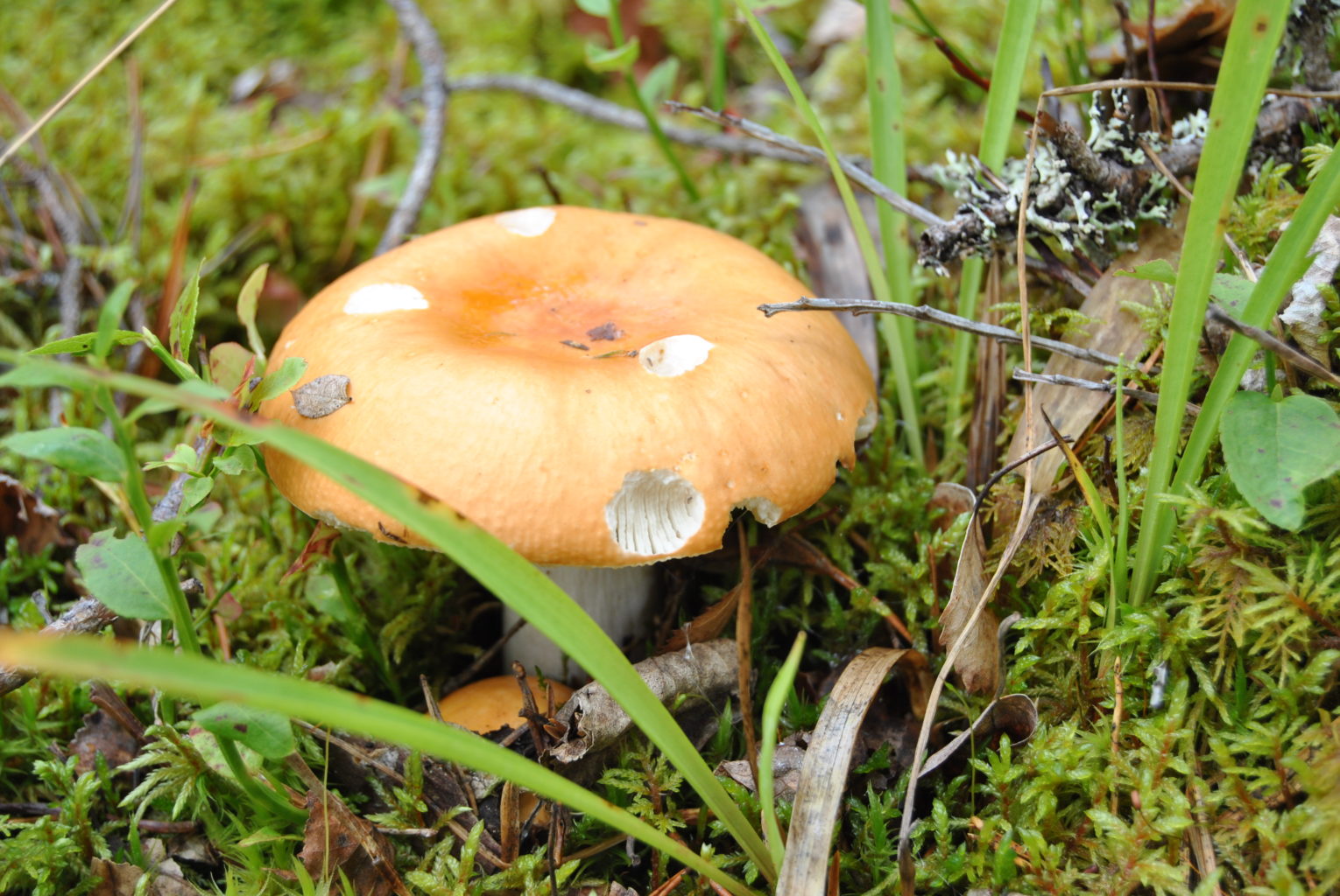 Valokuvaaja: Maija Koskinen