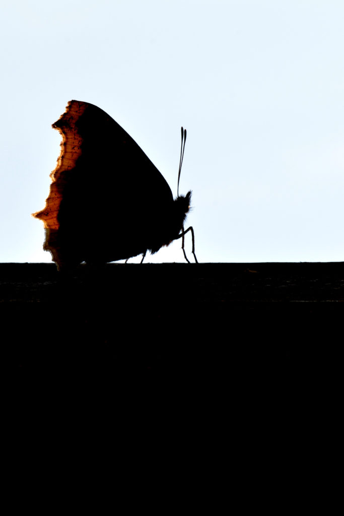 Valokuvaaja: Mikko Tahvanainen Valokuvaaja: Mikko Tahvanainen